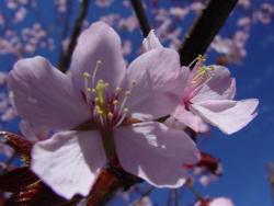 Vårblomning