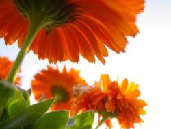 Ringblommor