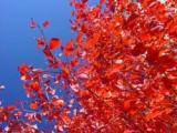 Röda löv under en av höstens vackraste dagar.