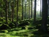 En riktig småländsk John Bauer skog.