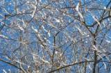Kunde inte låta bli att fotografera detta virrvarr av
grenar, speciellt så som snön fryst fast på dem.