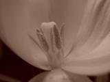 Svartvit tulpan. Linsen nedtryckt i blomman, belysning utifrån, med macro och close-up lins.